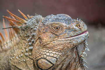 Iguana Portrait