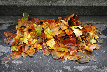 Herbstlaub