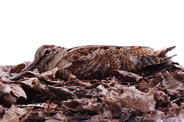 Eurasian Woodcock (Scolopax rusticola) among fallen leaves