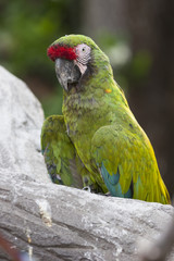 ara macaw parrot on its perch