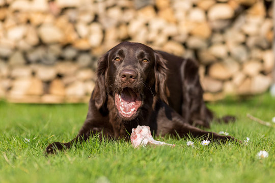 Hund isst Kalbsbrustbein