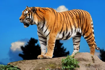Cercles muraux Tigre Tigre 2
