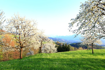 Kirschbaumgarten bei Fraxen