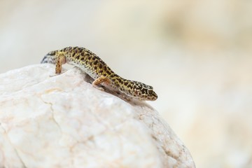 Gecko lizard on rocks