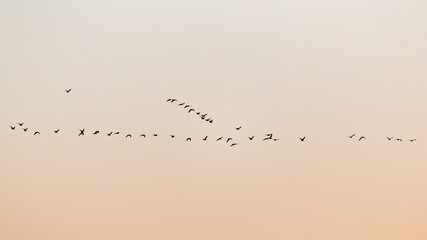a flock of birds at sunset