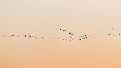a flock of birds at sunset