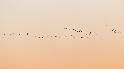 a flock of birds at sunset