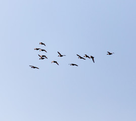 flock of birds in the sky