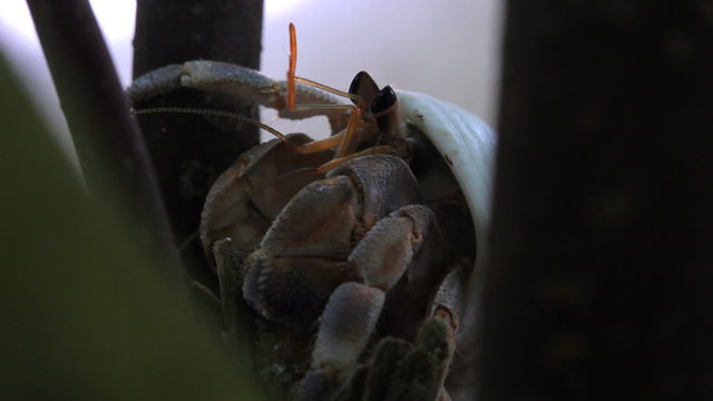 huge hermit crab feeding