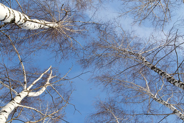 birch against the blue sky