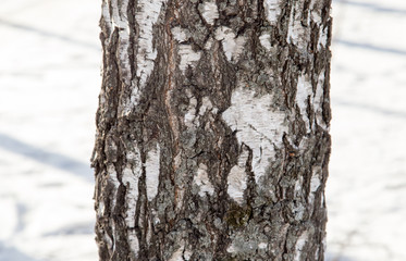 Fototapeta premium birch trunk as background