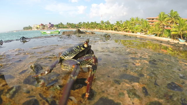 Close view of crabs walking on rocks at seaside in Sri Lanka.