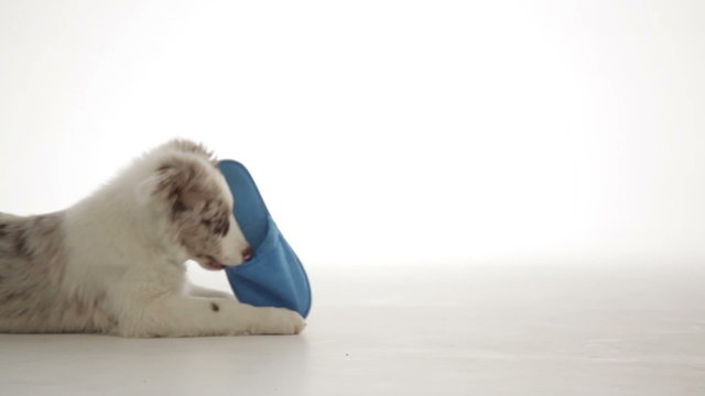 young puppy dog playing with slipper