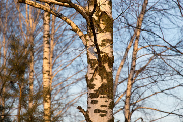 Fototapeta premium birch at sunrise sun