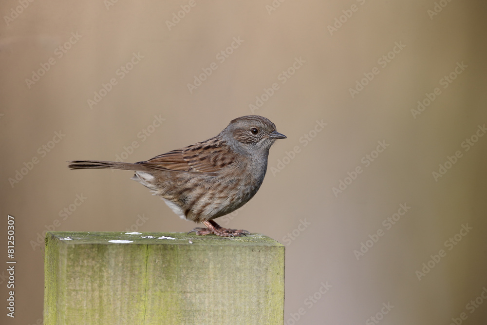 Poster Dunnock, Prunella modularis