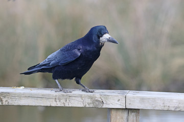 Obraz premium Rook, Corvus frugilegus