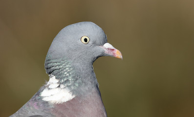 Wood pigeon, Columba palumbus