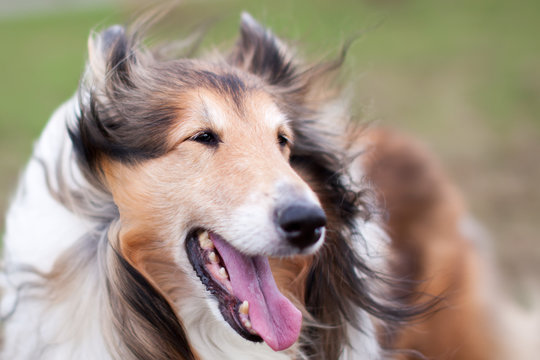 Rough collie dog in wind