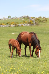 Jument et son poulain Quarter Horse en liberté