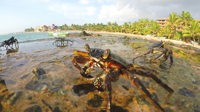 Close view of crabs walking on rocks at seaside in Sri Lanka.