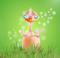 baby chick