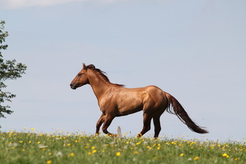 Fototapeta na wymiar Cheval Quarter Horse en liberté