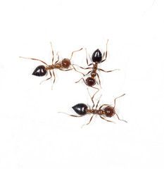 ants on a white wall