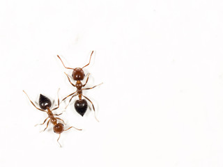 ants on a white wall