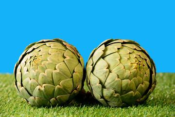 Fototapeta premium two big artichokes