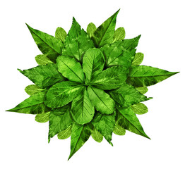 green leaf background