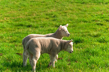 2 lambs standing in grass meadow in spring