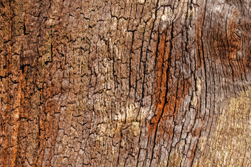 Tree Bark Close up Background