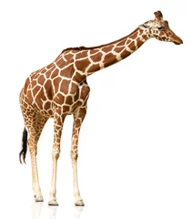 Crédence de cuisine en verre imprimé Girafe Girafe isolé sur fond blanc