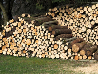 Frisch gesägtes Brennholz