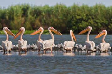 white pelicans (pelecanus onocrotalus)