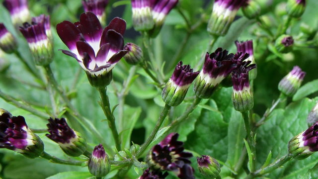 timelapse of mauve flowers part I