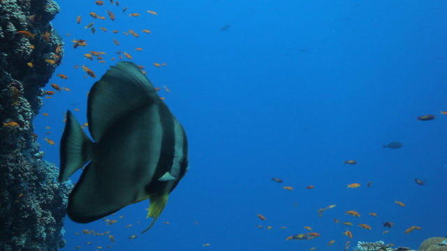 lovely batfish