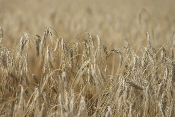 kornfeld