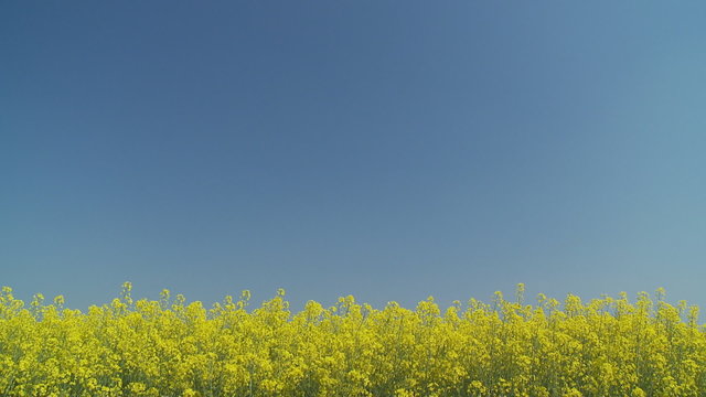 rapefield with place for your text