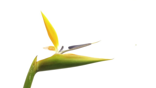 bird of paradise flower strelitzia isolated on white timelapse
