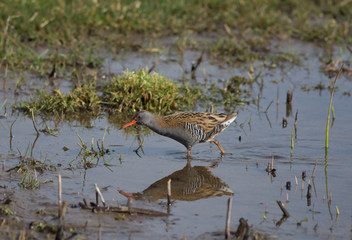 Water Rail