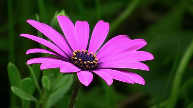 Purple Daisy flower closeup