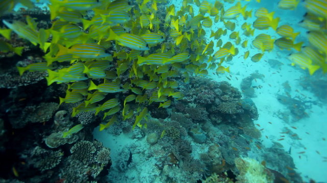 many blue stripe snappers swimming in shoal