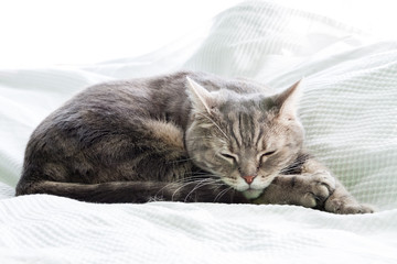 European shorthair cat sleeping, white background - 81255384