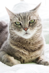 Obraz premium European shorthair cat portrait, closeup and white background