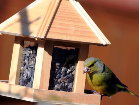 Gr&uuml;nfink am Futterhaus