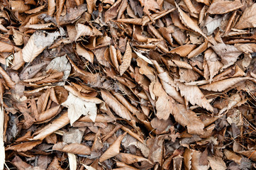 Herbst - Laub