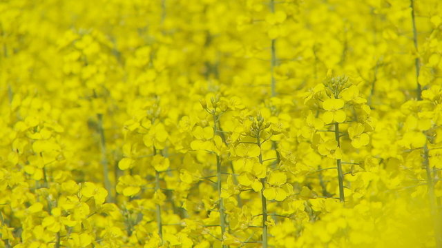 colorful rapefield closeup