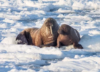 Photo sur Aluminium Arctique Couple de morses sur la glace - Arctique, Spitzberg