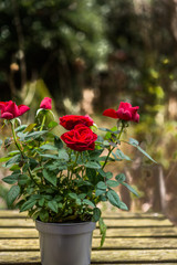 Aromatic red roses potted in plastic planter on a table - 81257310